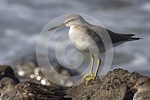 Siberian Tattler that stands on rocks in the surf autumn