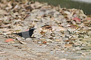 Siberian Thrush