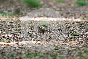 Siberian Thrush