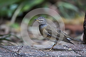 Siberian Thrush