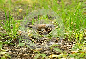 Siberian thrush in the grass