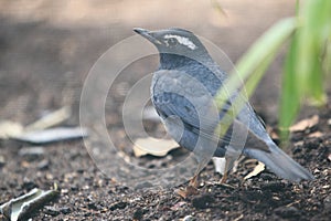 Siberian thrush photo