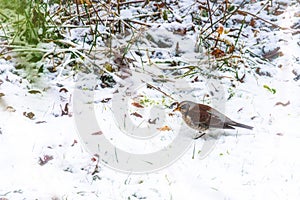 Siberian thrush in winter snow