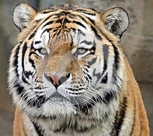 Siberian tiger 03 photo