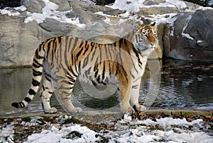 Siberian Tiger