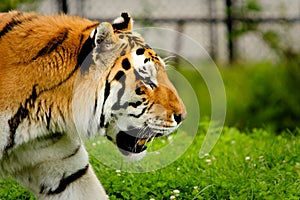 Siberian Tiger