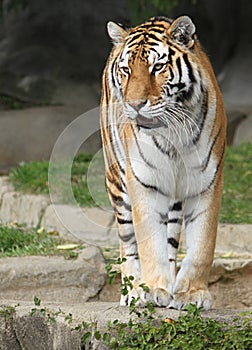 Siberian Tiger