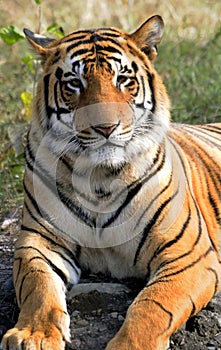 Siberian tiger