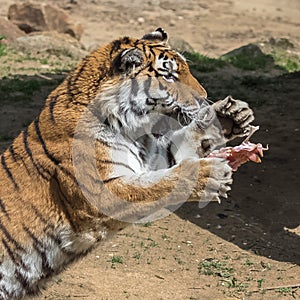 Siberian tiger