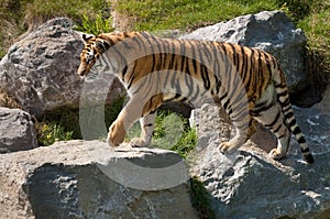 Siberian Tiger