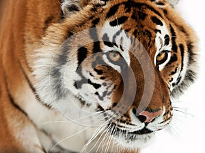 Siberian Tiger