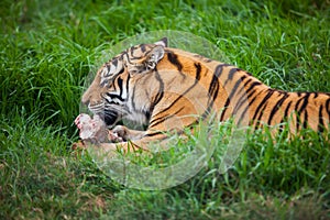 Siberian Tiger.