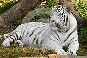 Siberian tiger 3