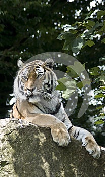 Siberian Tiger