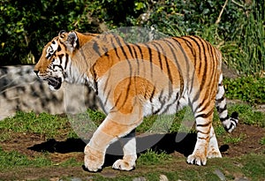 Siberian Tiger