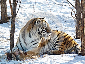 Siberian Tiger