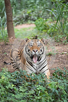 Siberian tiger