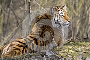 Siberian Tiger