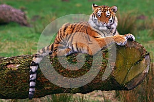 Siberian tiger photo