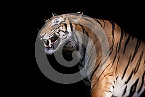 Siberian tiger in action of growl photo