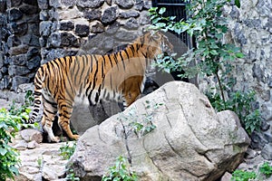 Siberian tiger, also known as the Amur tiger