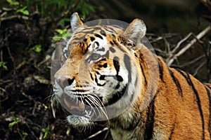 Siberian Tiger, Amur Tiger