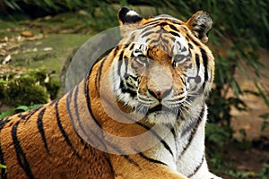 Siberian Tiger, Amur Tiger