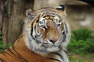 Siberian Tiger, Amur Tiger