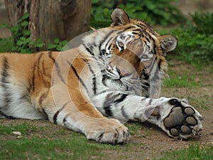 Siberian Tiger, Amur Tiger