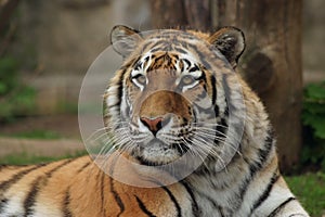 Siberian Tiger, Amur Tiger