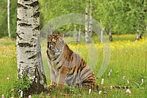 The Siberian tiger Amur tiger - Panthera tigris altaica