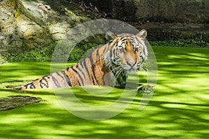 Siberian tiger or Amur tiger (Panthera tigris altaica)