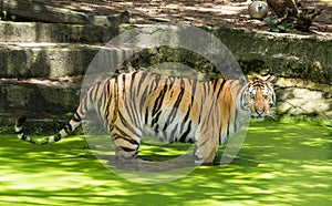 Siberian tiger or Amur tiger (Panthera tigris altaica)