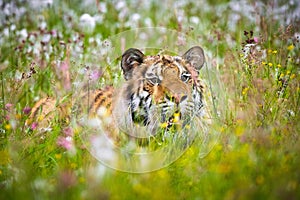 The Siberian tiger Amur tiger - Panthera tigris altaica in his natural environment in beautiful country