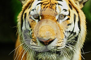 The The Siberian tiger or Amur tiger Panthera Tigris altaica is a population of tiger subspecies