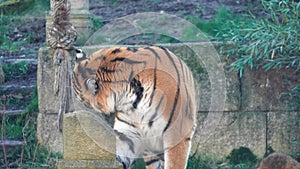 Siberian Tiger Amurtiger in Hanover