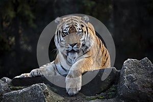 Siberian tiger on the beam 2