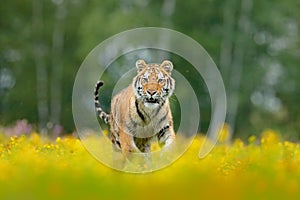 Siberian tiger in beautiful habitat. Amur tiger sitting in the grass. Flowered meadow with danger animal. Wildlife Russia. Summer