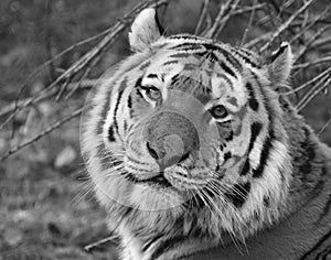 Siberian Tiger in Black and White