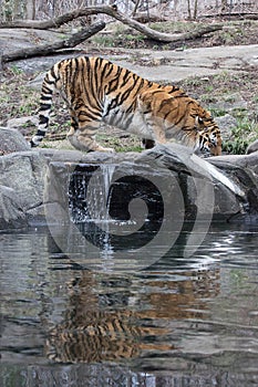 Siberian Tiger- Bronx Zoo New York