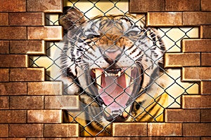 Siberian tiger in cage photo