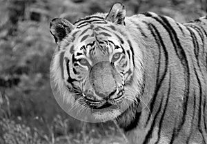 Siberian tiger close up