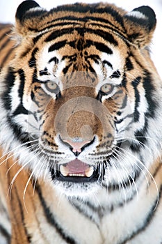 Siberian Tiger Close Up