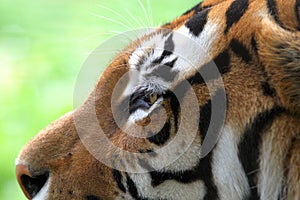 Siberian tiger close up