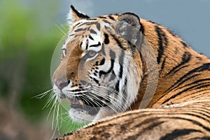 Siberian Tiger