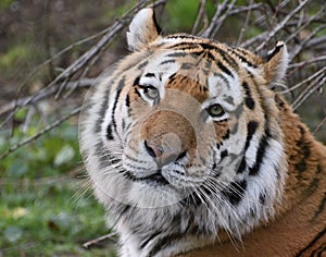 Siberian Tiger in Colour