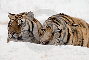 Siberian Tiger Couple