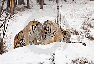 Siberian Tiger Couple