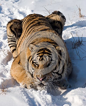 Siberian Tiger Crouching