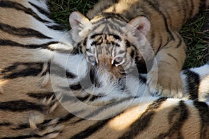 Siberian tiger cub